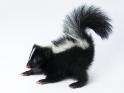 Skunk